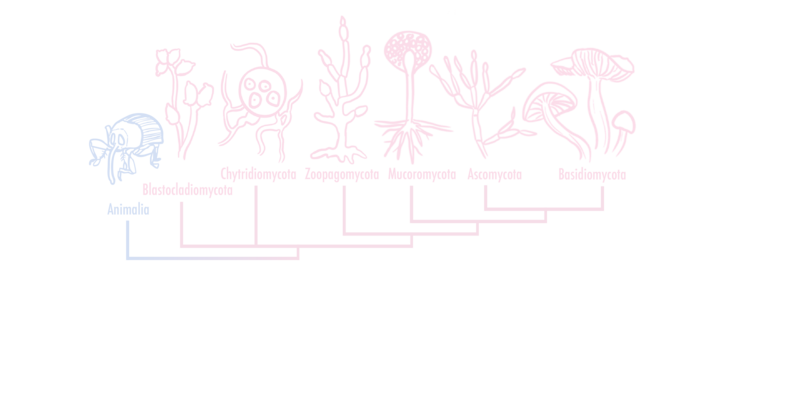 fungal_phyla.png