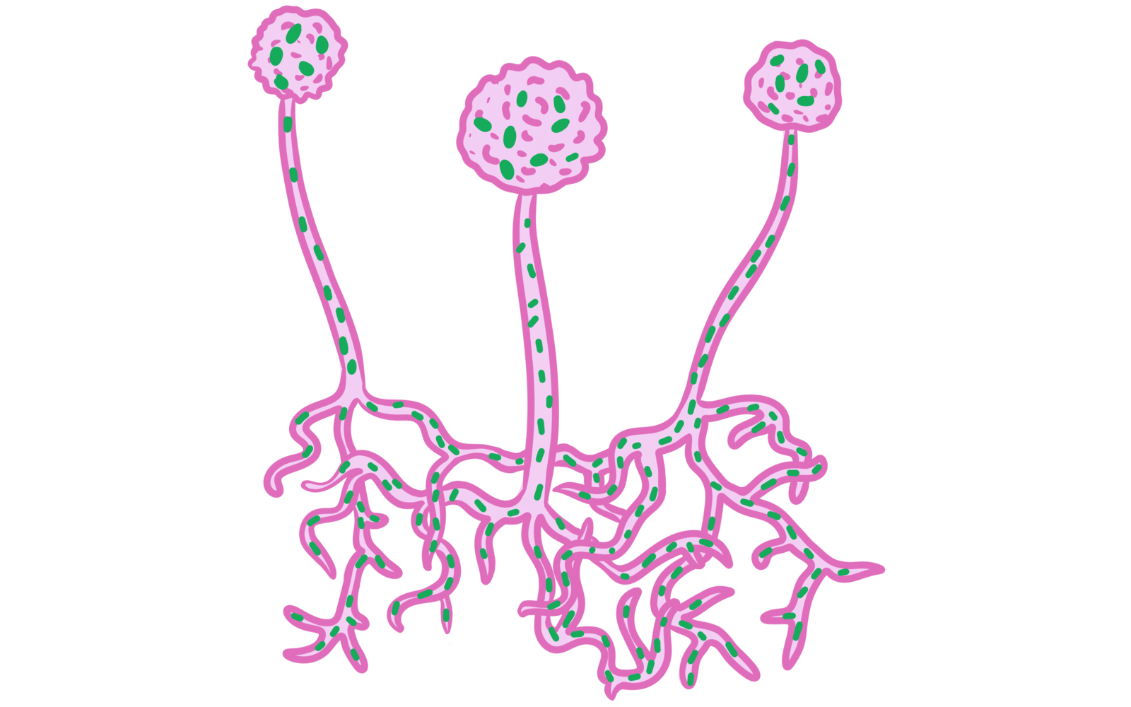 symbiotic.png